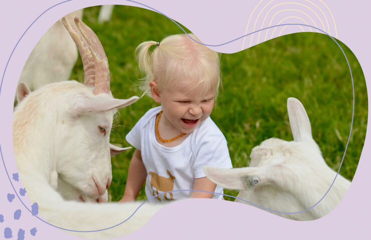 goat milk